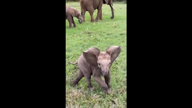 Mały słonik próbował odstraszyć turystów