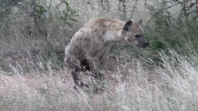 Hiena chodząca na dwóch nogachzauważona w afrykańskiej dziczy