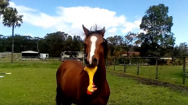 Koń bawi się gumowym kurczakiem. I zrobi ci tym dzień