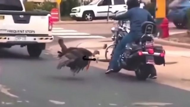 Indyk atakuje niewinnego motorzystę