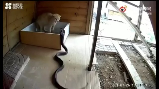 Dzielny kot bronił się przed atakiem kobry [WIDEO]