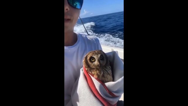 Wycieńczona sowa uratowana na pełnym morzu. Była ponad 30 kilometrów od brzegu [WIDEO]