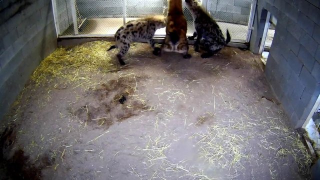 Hiena odgryza palec opiekunce i go zjada