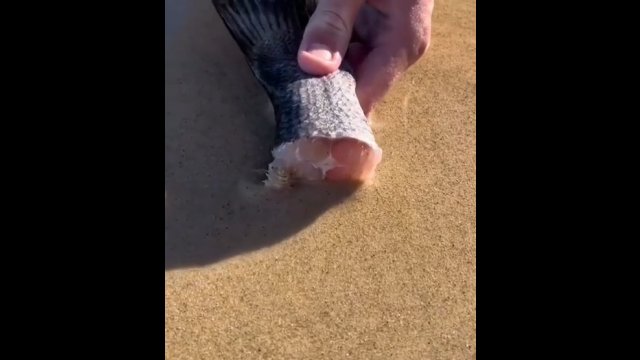 Położył mięso na plaży. Zobacz, co czekało pod piaskiem!