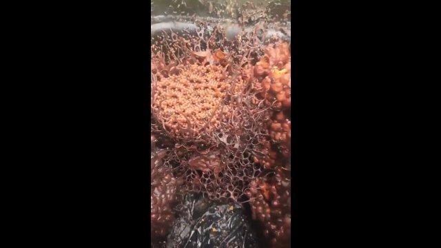 Bezżądłe pszczoły z Australii i ich niesamowite gniazda [WIDEO]