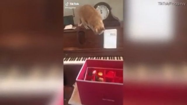 Kot wpada na klawisze pianina i panikuje