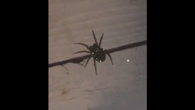 Wilczy pająk niosący swoje dzieci. Te świecące punkty to ich oczy.
