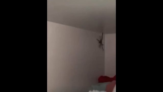 Domowy pająk-gigant w Australii. Przyprawia o dreszcze [WIDEO]