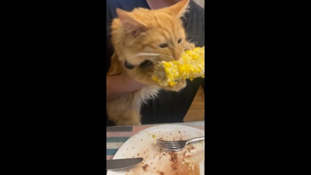 Ten kot kocha kukurydzę