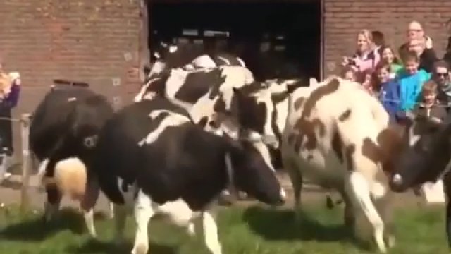 Krowy mleczne widzą trawę po raz pierwszy po 6 miesiącach.