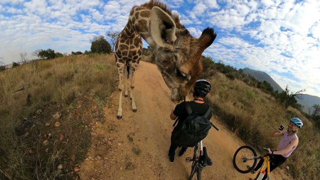 Ciekawska żyrafa zatrzymuje rowerzystę
