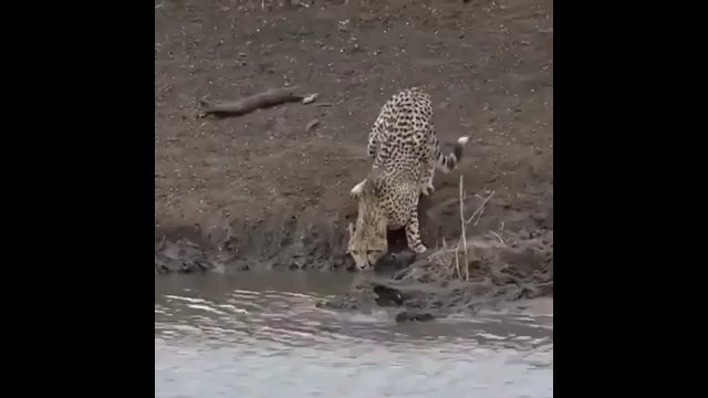 Zabójczy atak krokodyla. Niebywałe nagranie z safari