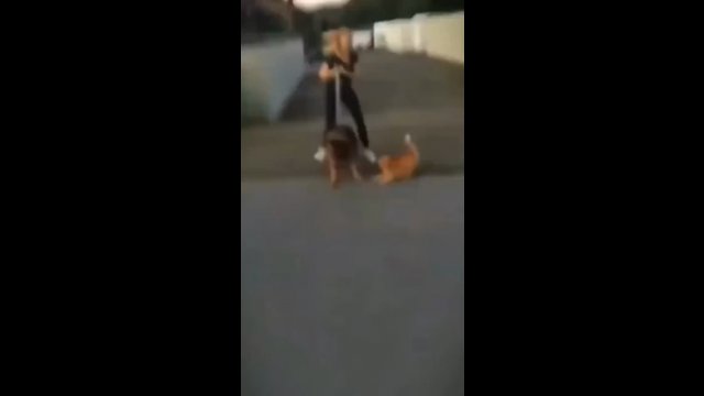Kot wykorzystuje swoje umiejętności Kung Fu przeciwko owczarkowi niemieckiemu