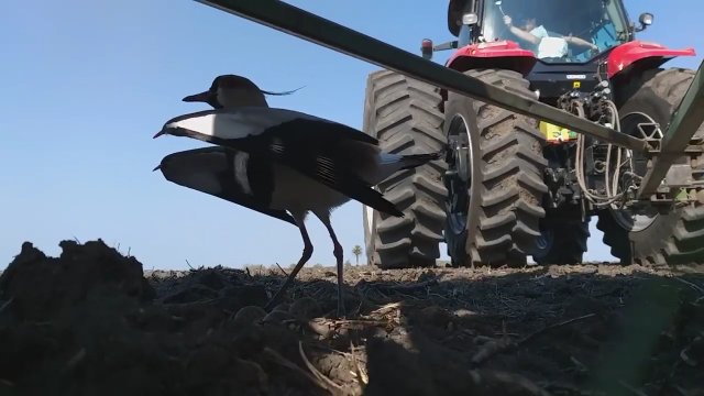 Czajka chroni swoje jaja przed traktorem