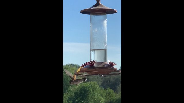 Modliszka upolowała kolibra