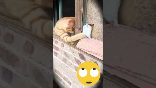 Kot próbuje dorwać swoją ofiarę.