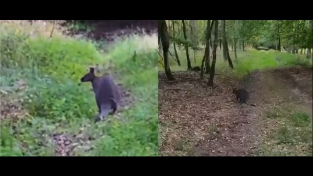 Kangur w polskim lesie. "Luluś" uciekł z prywatnej hodowli [WIDEO]