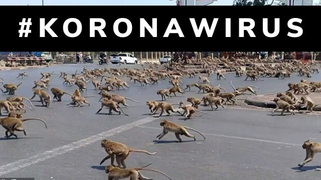 Małpy biją się o jedzenie w Tajlandii bo brakuje turystów przez koronawirusa!