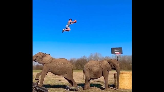 Chłopak pokazał niezwykły trik koszykarski, który wykonał z pomocą słonia! [WIDEO]