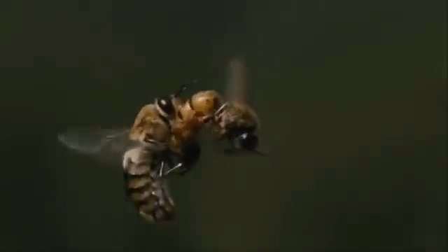 Rzadki filmik przedstawiający gody królowej pszczół podczas lotu