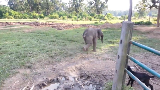 Słoniątko boi się kozy i biegnie do swojej mamy.