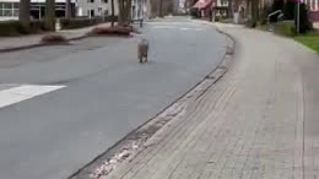 Wilk biega po miasteczku w Niemczech