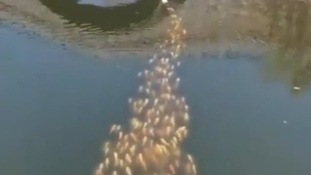 Ławica ryb płynie za kaczką