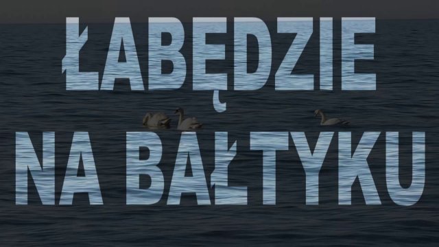 Łabędzie na Bałtyku