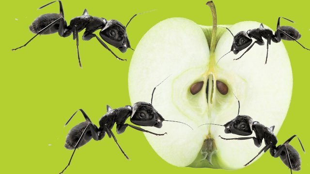 What will ants do to an apple for 24 hours ? Timelapse with ants.