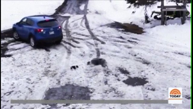 Pies ratuje szczeniaka przed rozjechaniem samochodem