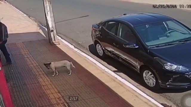 Pies wskoczył przez uchyloną szybę do auta i ukradł smażonego kurczaka