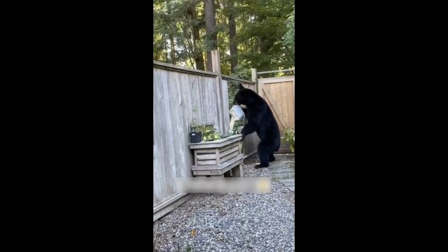 Niedźwiedź ukradł wiadro i zdemolował płot przy próbie ucieczki