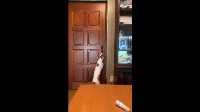 Kot wykazuje się dużym sprytem i samodzielnie otwiera drzwi