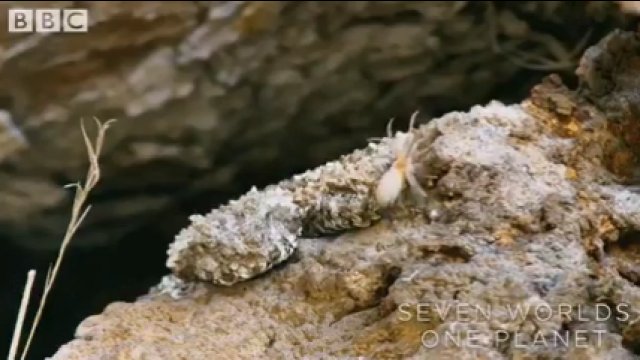 Żmija rogata swoim pajęczym ogonem wabi ptaki
