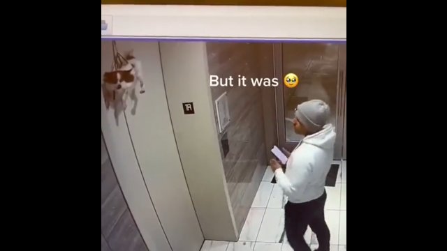 Pies został uwięziony na zewnątrz windy