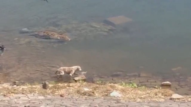 Bezpański pies zostaje zjedzony przez krokodyla