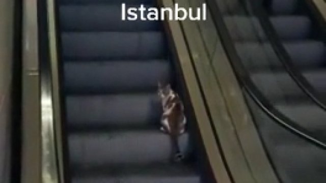 Kot zapętlił się na ruchomych schodach