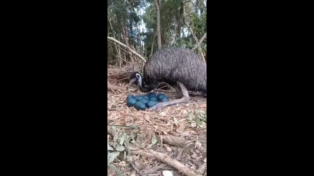 Troskliwy ojciec emu pilnuje, aby wszystkie jajka były odpowiednio ogrzane