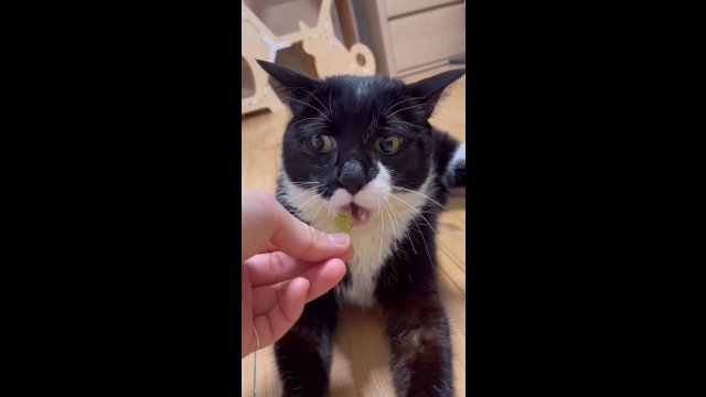 Karmienie kota smakołykami