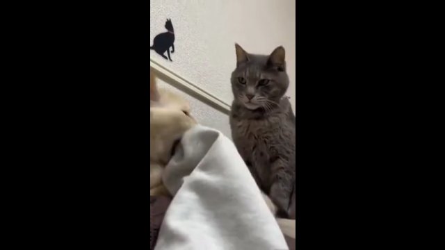 Kot stoi na straży i uważnie pilnuje swojego właściciela