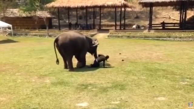 Słoń rusza na ratunek swojemu opiekunowi