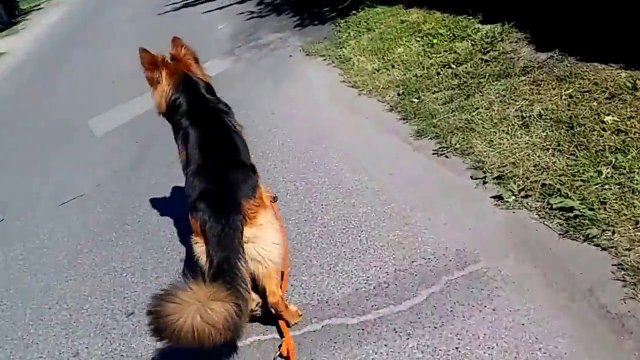 Groźny pies atakuje owczarka niemieckiego