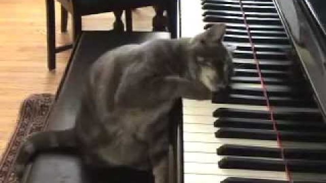 Kot gra na fortepianie.