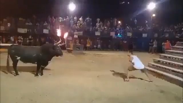 Prowokował byka z płonącymi rogami. Co może pójść nie tak?