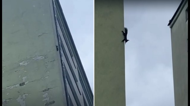Wiewiórka kaskader wbiega na 10 piętro bloku [WIDEO]