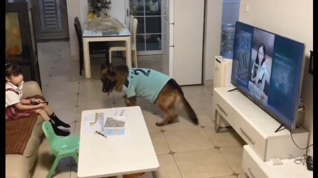 Pies informuje dziewczynkę, że czas wyłączyć TV, bo tata za moment wejdzie do domu