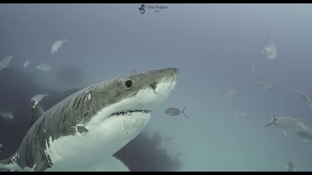 Żarłacz biały z wieloma bliznami 4K