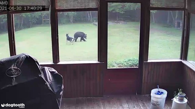 Pies bawił się z niedźwiedziem