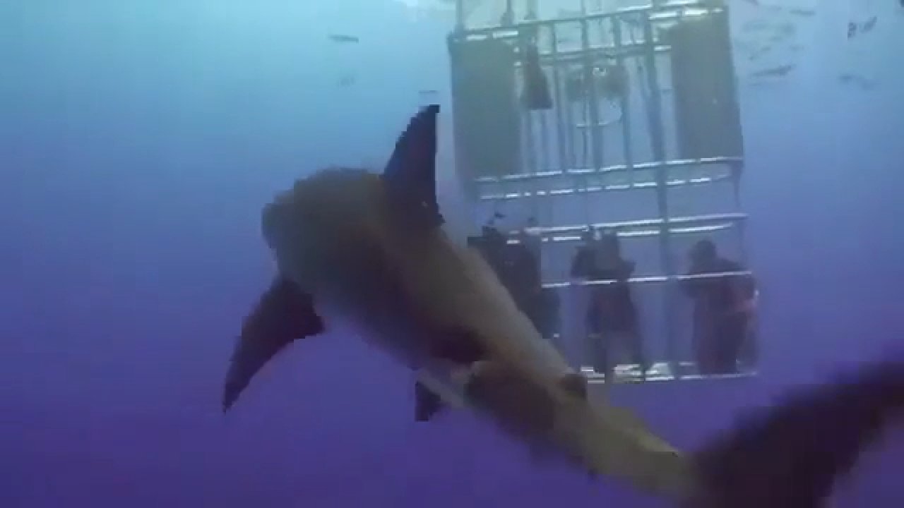 Rekin puszcza ogromnego bąka na nurków