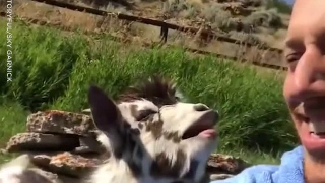 Koleś kłóci się z kozą